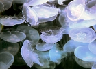 LB Aquarium jellyfish